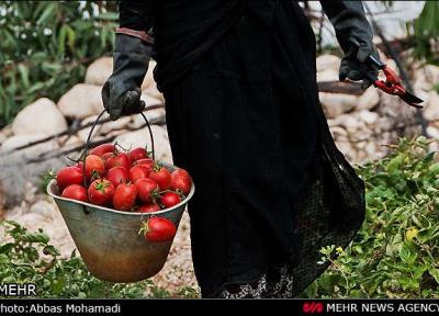 قیمت انواع میوه و تره بار در تهران، امروز 27 مهر 99