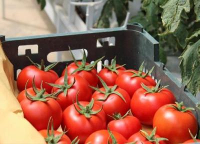 خبر خوش رییس اتحادیه بارفروشان: قیمت گوجه فرنگی کاهش یافت!